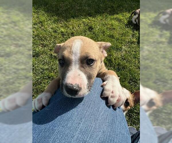 Medium Photo #1 Mutt Puppy For Sale in San Martin, CA, USA