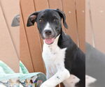 Small #3 Lab-Pointer