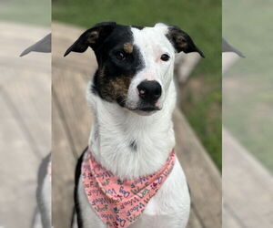 Australian Shepherd-Catahoula Leopard Dog Mix Dogs for adoption in Topeka, KS, USA