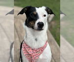 Small Australian Shepherd-Catahoula Leopard Dog Mix