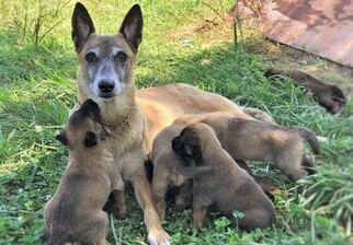 Mother of the Belgian Malinois puppies born on 07/18/2018