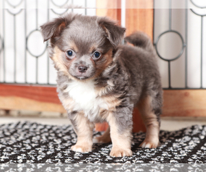 Chihuahua Puppy for Sale in NAPLES, Florida USA