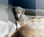 Small #4 Huskies -Labrador Retriever Mix