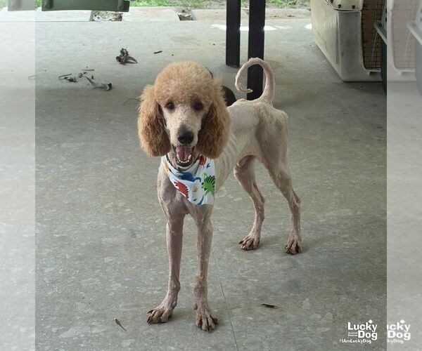 Medium Photo #3 Poodle (Standard)-Unknown Mix Puppy For Sale in Washington, DC, USA