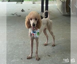Zar - Male Poodle (Standard)-Unknown Mix Dog for Adoption - Photo #3