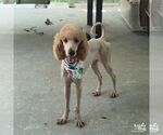 Small Photo #3 Poodle (Standard)-Unknown Mix Puppy For Sale in Washington, DC, USA
