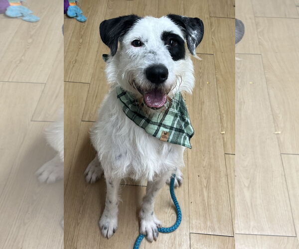 Medium Photo #5 Mutt Puppy For Sale in Rockaway, NJ, USA