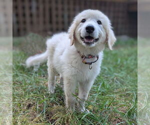 Great Pyrenees Dogs for adoption in Vail, AZ, USA