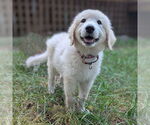 Small Great Pyrenees