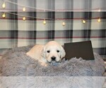 Puppy 1 English Cream Golden Retriever