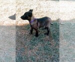 Small Photo #4 Belgian Malinois Puppy For Sale in EL CENTRO, CA, USA