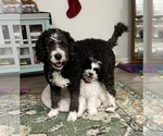 Small Photo #1 Bernedoodle Puppy For Sale in LONGS, SC, USA