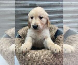 English Cream Golden Retriever-Golden Labrador Mix Puppy for sale in CLINTONVILLE, WI, USA