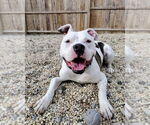 Small #16 Bullboxer Pit