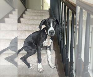 Medium Great Dane