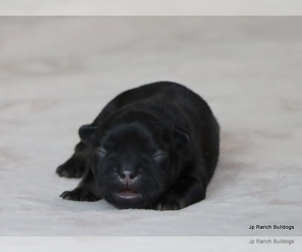 Medium Photo #31 French Bulldog Puppy For Sale in WINNSBORO, TX, USA