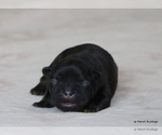 Small Photo #31 French Bulldog Puppy For Sale in WINNSBORO, TX, USA
