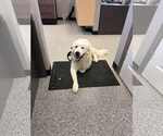 Small #1 Great Pyrenees