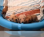 Small Goldendoodle