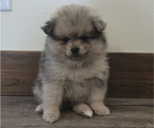 Pomeranian Puppy for sale in ORRVILLE, OH, USA