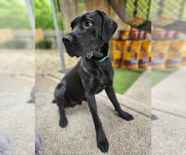 Medium Photo #5 Great Dane-Unknown Mix Puppy For Sale in Bullard, TX, USA