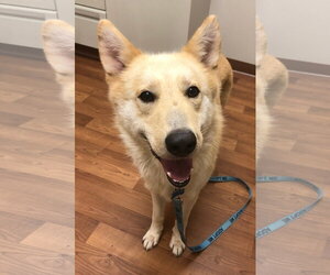 - Mix Dogs for adoption in Hoffman Estates, IL, USA