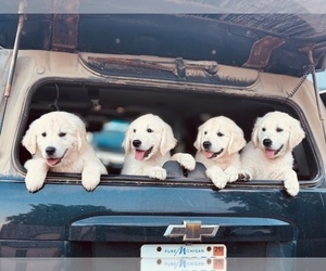English Cream Golden Retriever Puppy for sale in BYRON CENTER, MI, USA