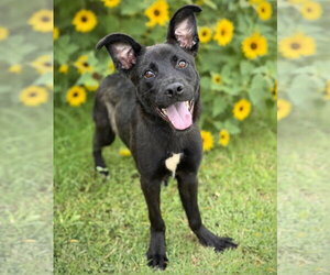 Neo - Male Mutt Dog for Adoption - Photo #3