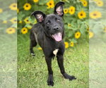 Small Photo #3 Mutt Puppy For Sale in Canton, CT, USA