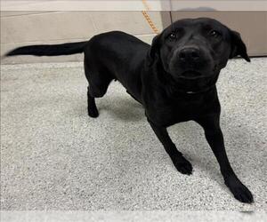 Black and Tan Coonhound-Unknown Mix Dogs for adoption in Conroe, TX, USA