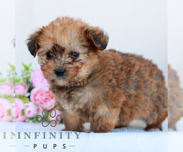 Medium Photo #3 Corgipoo Puppy For Sale in LANCASTER, PA, USA