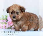 Small #2 Corgipoo