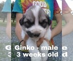 Small Photo #14 Great Pyrenees Puppy For Sale in HILLSVILLE, VA, USA