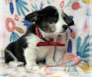 Pembroke Welsh Corgi Puppy for sale in LANCASTER, PA, USA