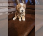 Puppy Puppy 2 Lhasa Apso-Papitese Mix