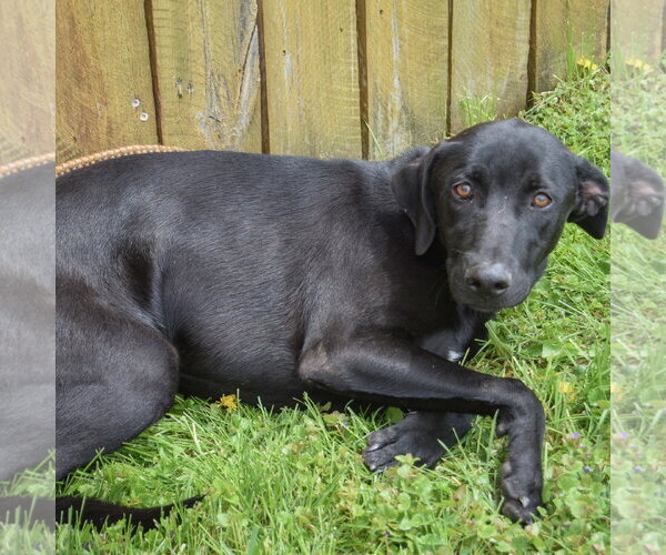 Medium Photo #5 Unknown-Weimaraner Mix Puppy For Sale in Huntley, IL, USA