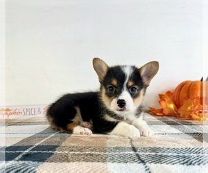 Pembroke Welsh Corgi Puppy for sale in GREENFIELD, IN, USA