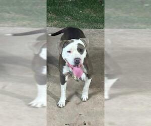 American Staffordshire Terrier Dogs for adoption in San Antonio, TX, USA