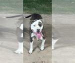 Small American Staffordshire Terrier