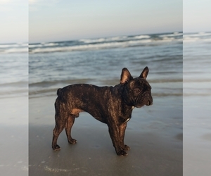 Father of the French Bulldog puppies born on 05/15/2025
