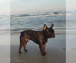 Small Photo #1 French Bulldog Puppy For Sale in SAN ANTONIO, TX, USA
