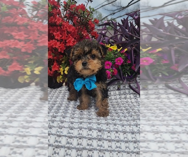 Medium Photo #2 Yorkshire Terrier Puppy For Sale in INDIANAPOLIS, IN, USA