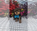 Small #1 Yorkshire Terrier