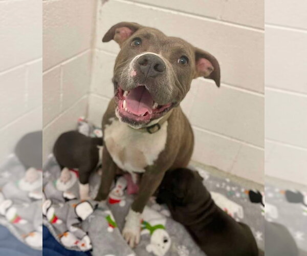 Medium Photo #1 Mutt Puppy For Sale in Wenonah, NJ, USA