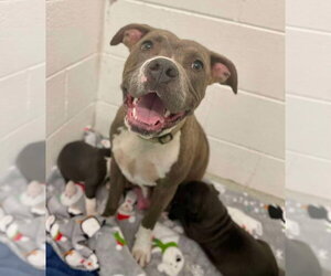 Mutt Dogs for adoption in Wenonah, NJ, USA