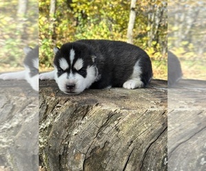Siberian Husky Litter for sale in STAPLES, MN, USA