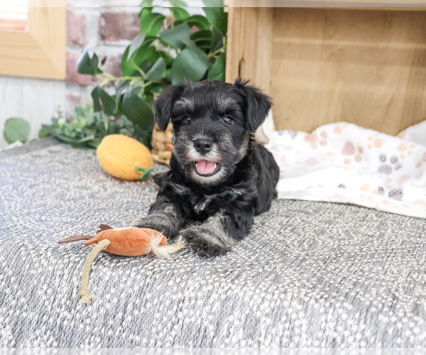 Medium Photo #4 Schnauzer (Miniature) Puppy For Sale in SYRACUSE, IN, USA
