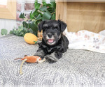 Small #3 Schnauzer (Miniature)