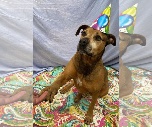 Medium Photo #12 Bullmastiff-German Shepherd Dog Mix Puppy For Sale in Lexington, SC, USA