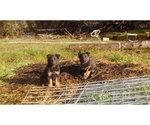 Small Photo #5 German Shepherd Dog Puppy For Sale in GASTON, OR, USA